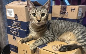 Gato consentido, grisi, miau fest, michifem