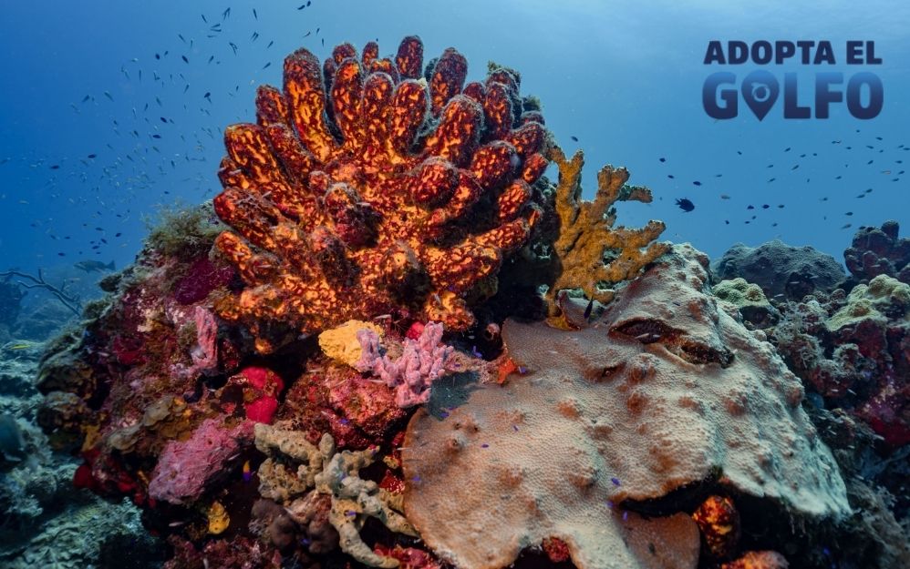 Oceana —la mayor organización internacional dedicada exclusivamente a la conservación de los océanos— presentó “Adopta el Golfo”